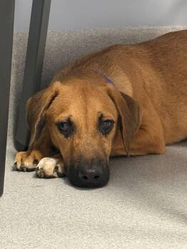 Mermaid Man -  Mixed Breed Dog for Adoption in Chillicothe, Ohio - Mermaid Man | PetCurious