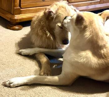 Rescue Golden Retriever and Shepherd Dogs for Adoption in O