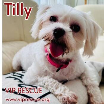 Maltese Dogs Available for Adoption in Redington Beach, Florida - Tilly / St Petersburg | PetCurious