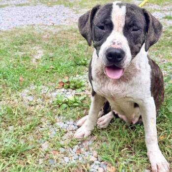 Jojo -  Mixed Breed Dog for Adoption in Petersburg, Virginia - Jojo | PetCurious