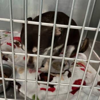 Cocoa -  Chihuahua Dog for Adoption in Port Charlotte, Florida - Cocoa | PetCurious