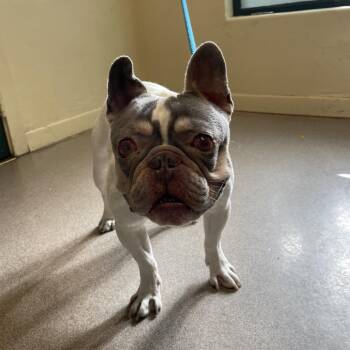 Crazy Frog -  French Bulldog Dog for Adoption in Pasadena, California - Crazy Frog | PetCurious