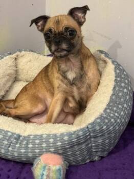 Rescue Pug and Mixed Breed Dogs for Adoption in Fort Worth, Texas - Mother | PetCurious