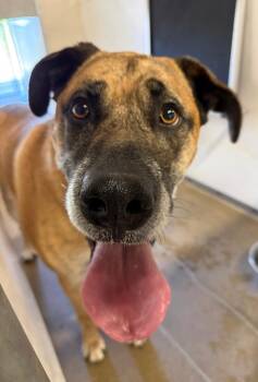 Scrappy Bear** -  Mastiff and Great Dane Dog for Adoption in Belton, Texas - Scrappy Bear** | PetCurious