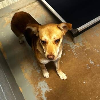 Mixed Breed Dogs Available for Adoption - Jezebelle | PetCurious