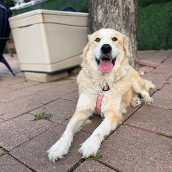 Golden Retriever Dogs Available for Adoption in Dallas, Texas - Lady | PetCurious
