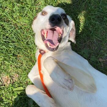 Huxley -  Mixed Breed Dog for Adoption in East Hanover, New Jersey - Huxley | PetCurious