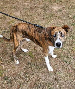 Boone -  Hound and Shepherd Dog for Adoption in Youngsville, North Carolina - Boone | PetCurious