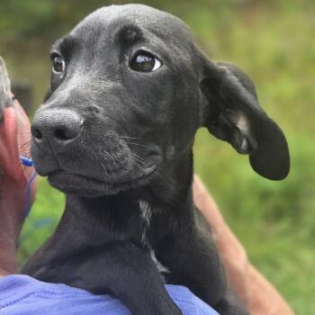Larry -  Hound and Mixed Breed Dog for Adoption in Franklin, North Carolina - Larry | PetCurious
