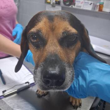 Negan @ Foster -  Mixed Breed Dog for Adoption in Summerville, South Carolina - Negan @ Foster | PetCurious