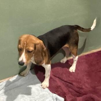 ZYE6 6432 -  Beagle Dog for Adoption in Loxahatchee Groves, Florida - ZYE6 6432 | PetCurious