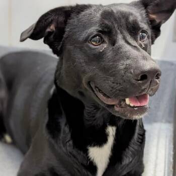 Rescue Black Labrador Retriever and Pit Bull Terrier Dogs for Adoption in Denison, Texas - Dotty | PetCurious