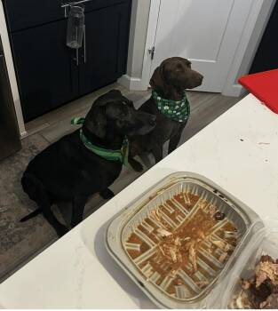 German Shorthaired Pointer Dogs Available for Adoption in Sedalia, Colorado - Byrd - Courtesy Posting | PetCurious