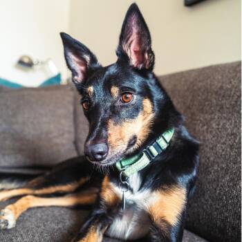 Sophie -  Border Collie Dog for Adoption - Sophie | PetCurious
