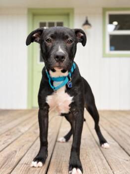 Canyon Journey Sidekick -  Pit Bull Terrier and Labrador Retriever Dog for Adoption in Friendswood, Texas - Canyon Journey Sidekick | PetCurious