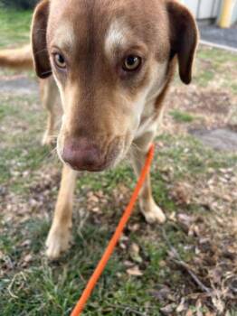 Siberian Husky and Mixed Breed Dogs Available for Adoption - Sally Mallie | PetCurious