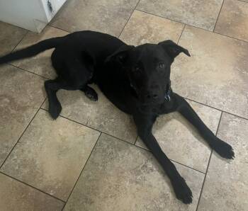 Rescue Labrador Retriever Dogs for Adoption in Rutherfordton, North Carolina - Rocky (Courtesy Post) | PetCurious
