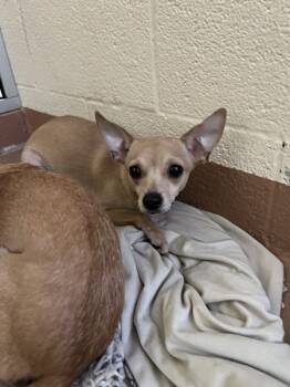 Rescue Chihuahua Dogs for Adoption in Kennewick, Washington - Walnut | PetCurious