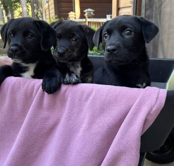 Rescue Labrador Retriever and Shepherd Dogs for Adoption in Woodside, California - Thanksgiving Litter | PetCurious
