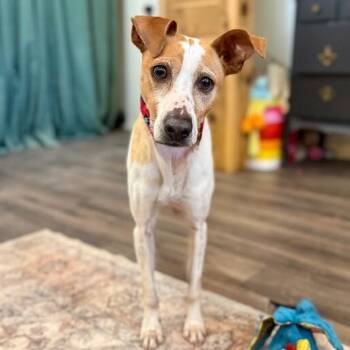 Portuguese Podengo and Jack Russell Terrier Dogs Available for Adoption in Friendswood, Texas - Parker Sunday Stroll | PetCurious