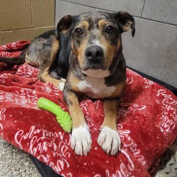 Catahoula Leopard Dog Dogs Available for Adoption - Doberge | PetCurious