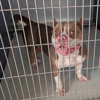 Rebekah Marie -  American Staffordshire Terrier Dog Available for Adoption in Greenville, South Carolina - Rebekah Marie | PetCurious
