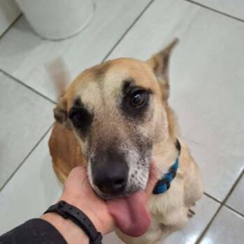 Shepherd Dogs Available for Adoption in Niagara Falls, Ontario - Adela (20260419-03) | PetCurious