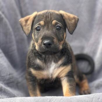Shepherd and Labrador Retriever Dogs Available for Adoption in San Diego, California - Dakota Pup - Bozeman | PetCurious