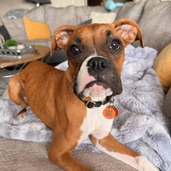 Lainey -  Boxer Dog for Adoption in North Freedom, Wisconsin - Lainey | PetCurious