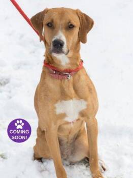 Lyla -  Coonhound and Mixed Breed Dog for Adoption in Erin, Ontario - Lyla | PetCurious