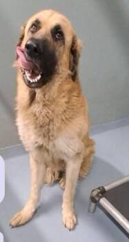 Bo -  Anatolian Shepherd and Mastiff Dog for Adoption in Sheboygan, Wisconsin - Bo | PetCurious