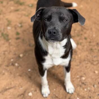 Labrador Retriever Dogs Available for Adoption - Lizzy | PetCurious