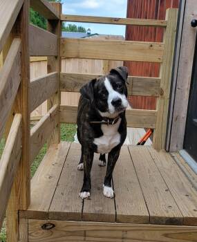Mona -  Boston Terrier Dog for Adoption in Dyer, Indiana - Mona | PetCurious