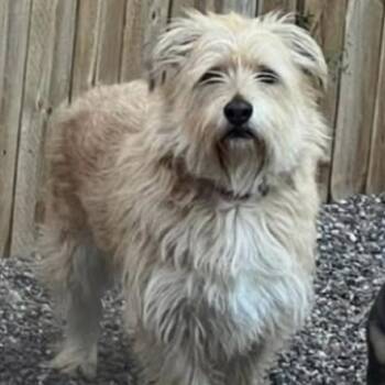 Cairn Terrier Dogs Available for Adoption - Stella D11155 | PetCurious