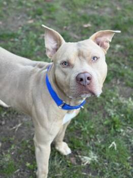 Rescue Mixed Breed Dogs for Adoption in West Chester, Pennsylvania - Griffin | PetCurious