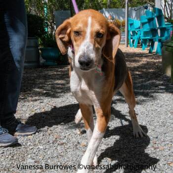 Hound Dogs Available for Adoption in Wake Forest, North Carolina - Bonnet | PetCurious