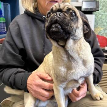 Pug Dogs Available for Adoption in Rustburg, Virginia - Pugsley:  Not At Shelter (Glenn) | PetCurious