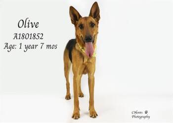 German Shepherd Dog Dogs Available for Adoption - OLIVE | PetCurious