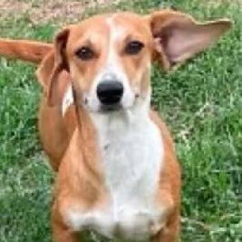 Cannoli -  Dachshund Dog for Adoption in Calverton, New York - Cannoli | PetCurious