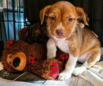 Schnauzer and Terrier Dogs Available for Adoption in El Dorado, Arkansas - Greta Gravyboots | PetCurious