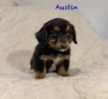 Dachshund and Australian Shepherd Dogs Available for Adoption - Austin  | PetCurious