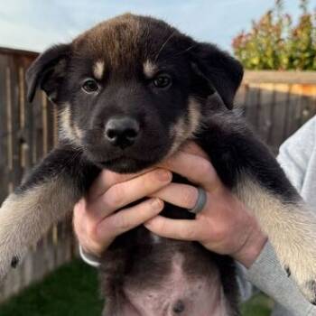 Rescue Mixed Breed Dogs for Adoption in Medford, Oregon - Kodiak | PetCurious