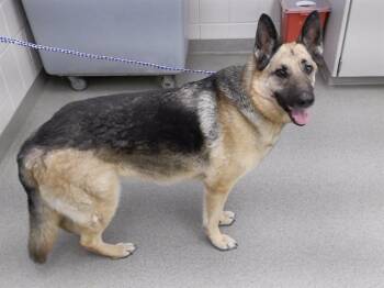 German Shepherd Dog and Mixed Breed Dogs Available for Adoption in Omaha, Nebraska - MAGNOLIA (MAGGIE) | PetCurious