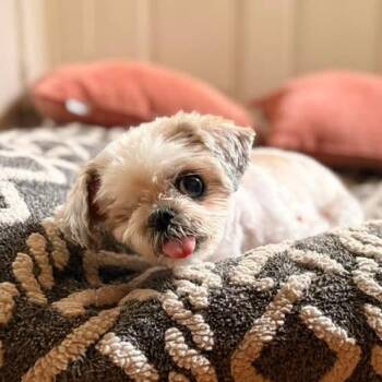 Shih Tzu Dogs Available for Adoption in Grand Rapids, Michigan - Iyah | PetCurious