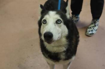 FLOWER -  Mixed Breed and Siberian Husky Dog for Adoption in Columbia, South Carolina - FLOWER | PetCurious