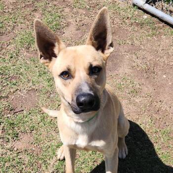 Shepherd and Mixed Breed Dogs Available for Adoption in Norman, Oklahoma - Bugs | PetCurious