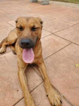 Rescue Labrador Retriever and Mixed Breed Dogs for Adoption in Shreveport, Louisiana - Zelda | PetCurious