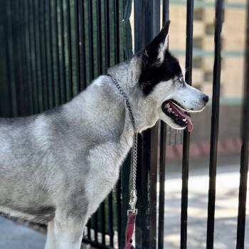 Akila - ECAS -  Siberian Husky and Mixed Breed Dog for Adoption in Pleasanton, California - Akila - ECAS | PetCurious