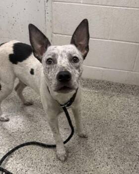 Crumby -  Mixed Breed Dog for Adoption in Kansas City, Missouri - Crumby | PetCurious