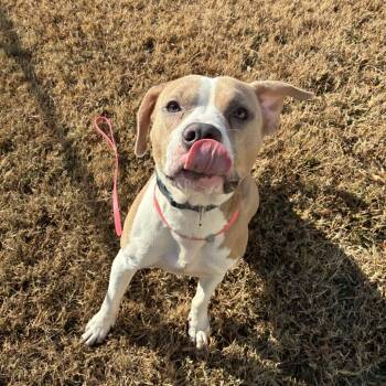 Rescue American Staffordshire Terrier Dogs for Adoption in Greenville, South Carolina - Randii | PetCurious